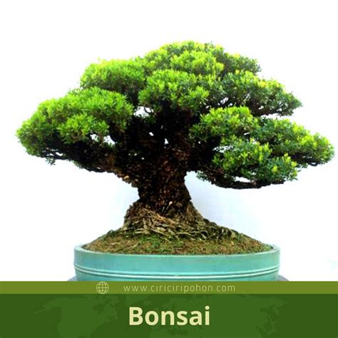 Jenis Tanaman Bonsai Yang Harus Anda Miliki Ciriciripohon