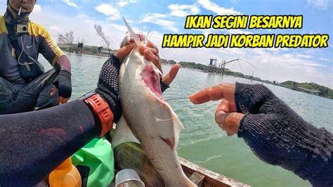 Ngeri Ternyata Di Sini Banyak Ikan Predator Bergigi Tajam Youtube