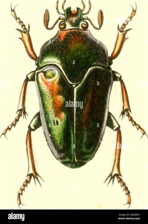 Archives Entomologiques Ou Recueil Contenant Des Illustrations D