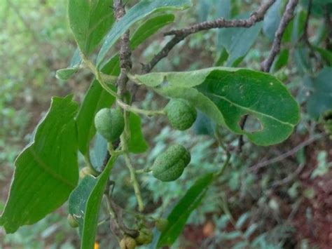 How to Grow and Care for Zanthoxylum arborescens