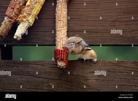 chipmunk eating corn on the cob Stock Photo - Alamy