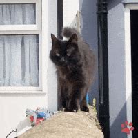 Cat Running GIFs - Find & Share on GIPHY