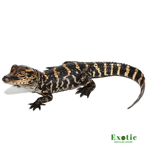 Baby American Alligator - Exotic Reptiles Store