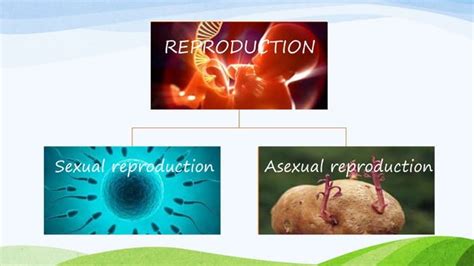 How Do Organisms Reproduce Class 10 Cbse Science Bio Ppt