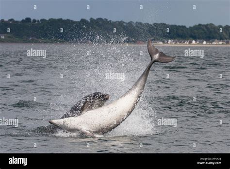 Bottlenose Dolphin Tursiops Truncatus Breaching Leaping In The Moray