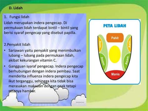 Ppt Alat Indera Pada Manusia PPT