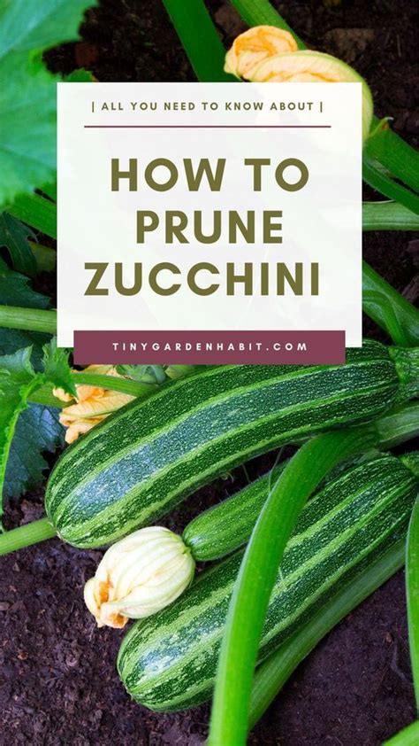 Pruning Zucchini Plants Will Greatly Contribute To Their Health And