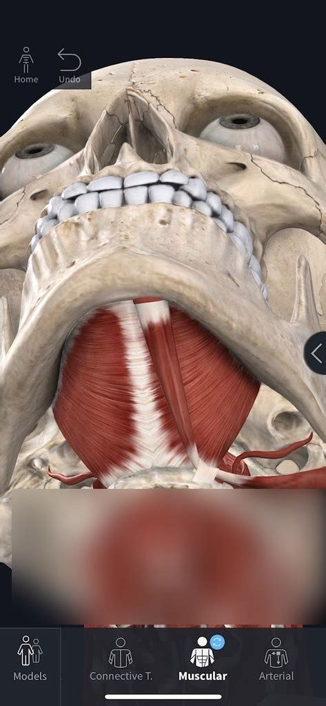 Muscles Of The Neck Under Chin Diagram Quizlet