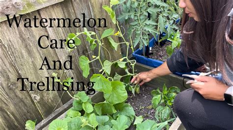 How To Prune Watermelon Cantaloupe Plants Melon Care