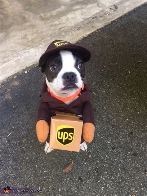 UPS Dog - Halloween Costume Contest at Costume-Works.com | Cute dog ...