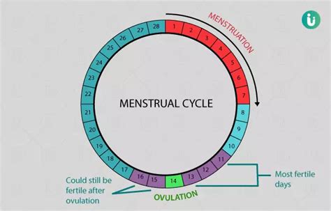 ओवुलेशन के लक्षण क्या है कितने दिन तक रहता है Ovulation Days