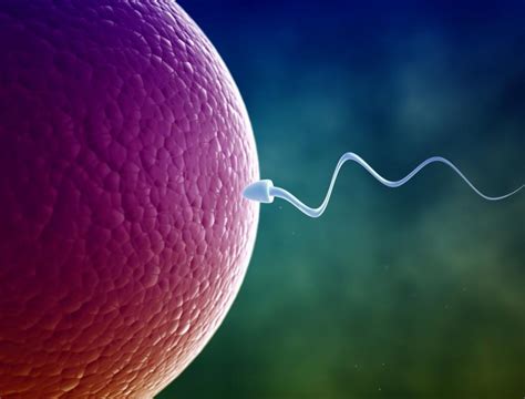 Juno Protein Connects Egg To Sperm Scientists Finally Unravel