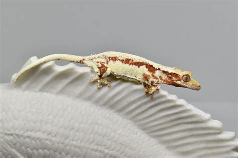 Red Lilly Crested Gecko By First Class Geckos Morphmarket