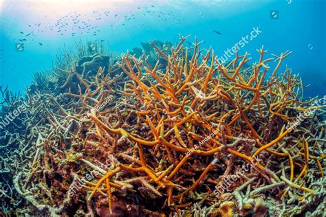 Caribbean coral reef staghorn coral ,Acropora cervicornis is a branching, stony coral Animal ...