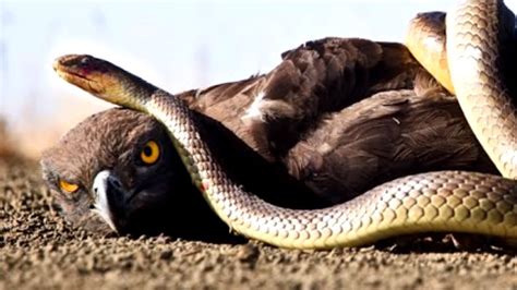 AGUILA vs SERPIENTE Quién Ganaría EPIC VERSUS YouTube