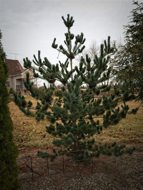 Pinus Parviflora Glauca ¿glauca Nana Photo Fdrichar Flickr