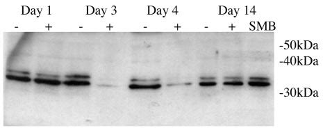 TbCPSF30 Protein Expression In TbCPSF30 RNAi Bloodstream Cells Grown