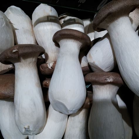 Pleurotus Eryngii Tekut Kult Ra Mycelinarium