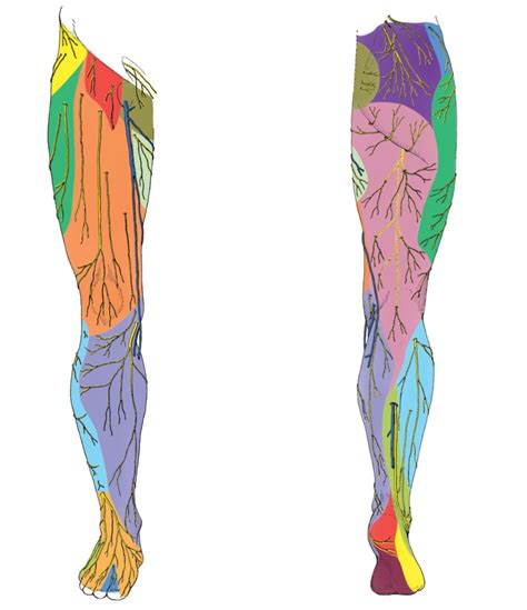 Cutaneous Innervation Of The Lower Extremity Diagram Quizlet