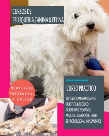 Curso de peluquería canina y felina Rastro