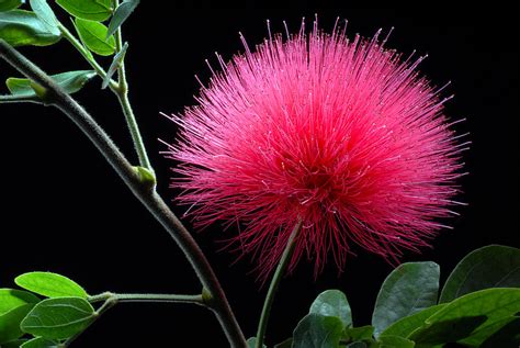 Pink Powder Puff Flower Photograph by Dung Ma - Pixels