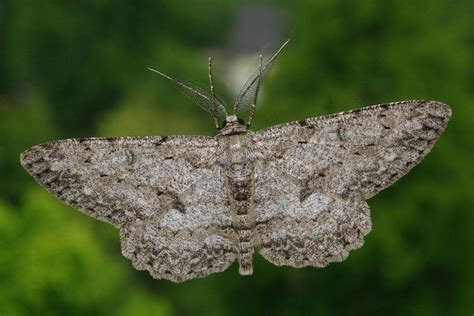 Hypomecis Punctinalis Aschgrauer Rindenspanner Arthropodafotosde