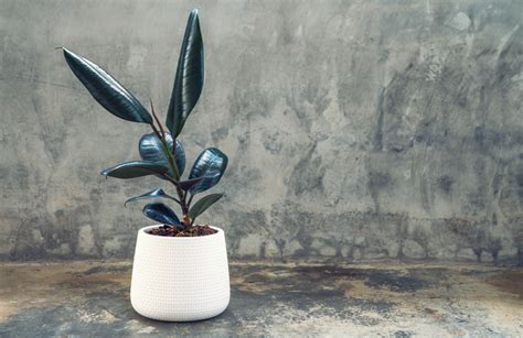 The Best Indoor Plants You'll Ever Grow To Spruce Up Your Home