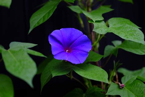 How To Grow And Care For Your Morning Glory Flowers | TheFragrantGarden