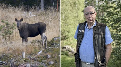 Ulf Berg Om Lgstammen J Garnas Ansvar Att Skjuta R Tt Djur P