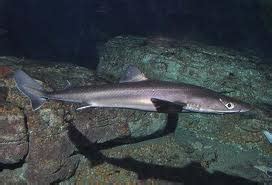 Kitefin Shark - Nature of the World Wiki