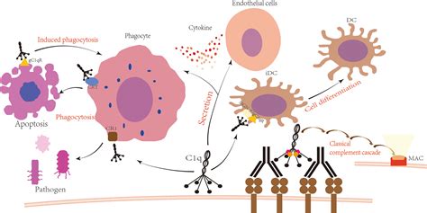 Frontiers C1q And Central Nervous System Disorders