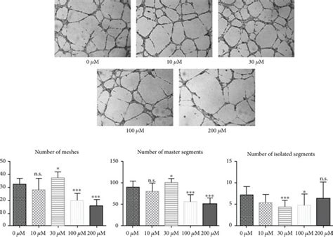 In Vitro Angiogenesis Assay And Simulation Of Wound Healing A