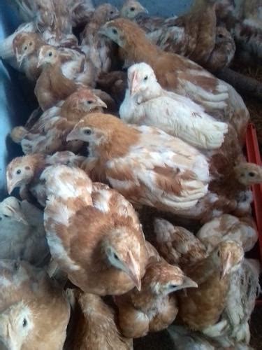 Gallina Ponedora Isa Brown ANUNCIOS Noviembre Clasf