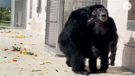 28 Year Old Chimp Caged Entire Life In A Lab Sees The Sky For First