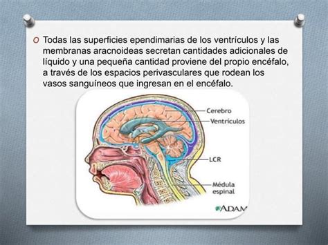 Circulacion Del Liquido Cefalorraquideo Ppt