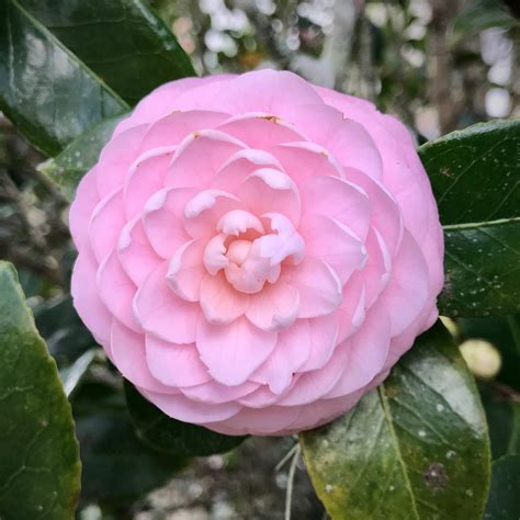 Camellia Flower Pink Free Photo On Pixabay Pixabay