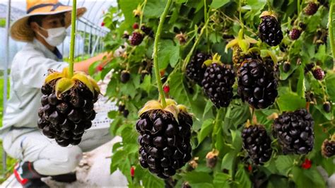 How To Farming Millions Pounds Of Blackberry Blackberry Cultivation