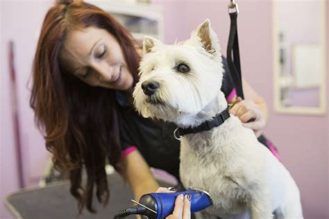 What Equipment Do You Need To Start A Dog Grooming Business