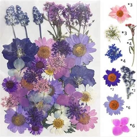 40 45 Pcs Natural Real Dried Pressed Flowers For Decoration At Rs 210