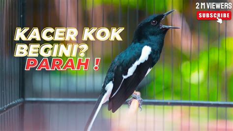 Kacer Gacor Full Isian Tarung Ngobra Ngotot Ngeplong Bikin Kacer Lain