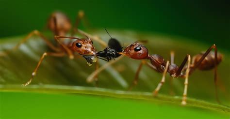 R Gime Alimentaire Des Fourmis Dossier