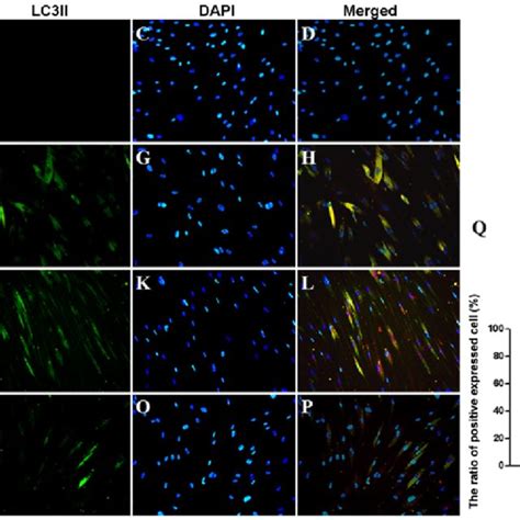 Effect Of Aza And Baf On The Skeletal Myogenic Differentiation Of