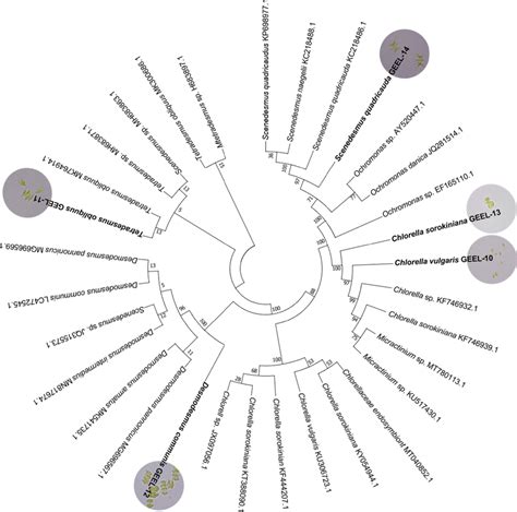 Phylogenetic Tree Of The Five Isolated Microalgae And Their