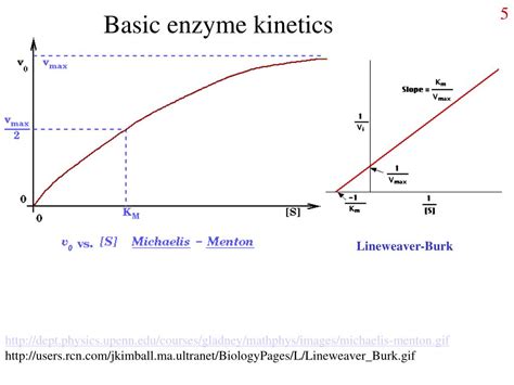 Enzyme Kinetics Graph Examples