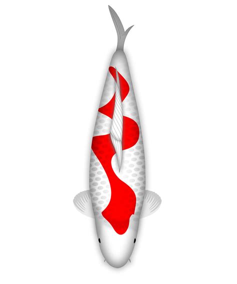 Koi Pescado Kohaku Inazuma 35153648 PNG