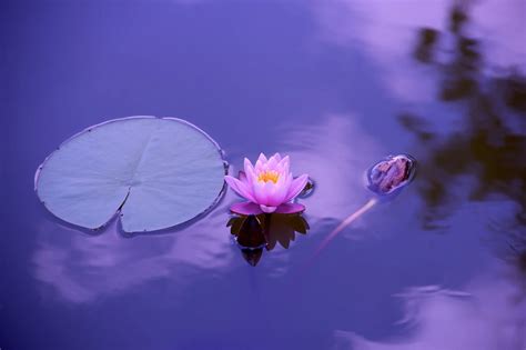 Why Is The Lotus Flower So Important In Buddhism | Best Flower Site