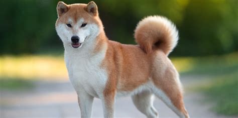 9 Dogs That Look Like a Fox | Cadet Pet