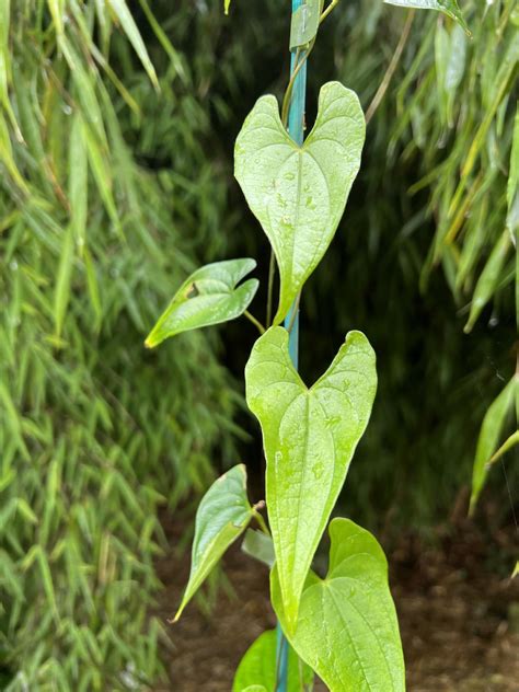 Dioscorea Japonica Var Japonica Pan Global Plants