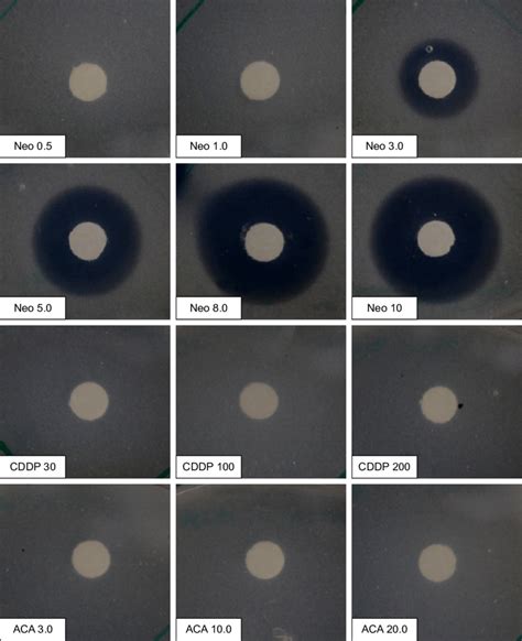 Disc Diffusion Assay Of Mip Against Aca And Cddp With Neo As Control Download Scientific