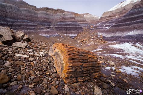 Petrified Log Photo Print, Petrified Forest National Park